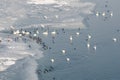 Swans and ducks at the frozen Danube river Royalty Free Stock Photo