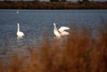 Swans, Ducks and Geese Migration in the Pristine Sounds of the Outer Banks of North Carolina