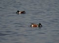 Swans, Ducks and Geese Migration in the Pristine Sounds of the Outer Banks of North Carolina