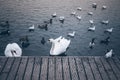 Swans, ducks and gulls on lake