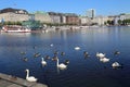 Swans and ducks in Hamburg, Germany