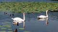 Swans and ducks on the lake Royalty Free Stock Photo