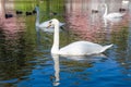 Swans and ducks on the lake Royalty Free Stock Photo