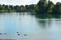 Swans and ducks on the lake. Royalty Free Stock Photo