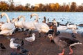 Swans and ducks in London Hyde Park Royalty Free Stock Photo