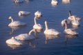 Swans and ducks in mist on altai lake Svetloe