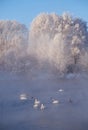 Swans and ducks in mist on altai lake Svetloe Royalty Free Stock Photo