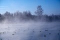 Swans and ducks in mist on altai lake Svetloe Royalty Free Stock Photo