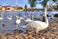 Swans and ducks at the Moldau beach in Prague Royalty Free Stock Photo