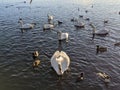 Swans and ducks nature park Scotland