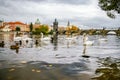 Swans and ducks near Charles Bridge in Prague Royalty Free Stock Photo