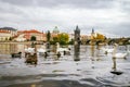 Swans and ducks near Charles Bridge in Prague Royalty Free Stock Photo