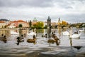 Swans and ducks near Charles Bridge in Prague Royalty Free Stock Photo
