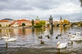 Swans and ducks near Charles Bridge in Prague Royalty Free Stock Photo