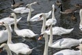 Swans and Ducks, River Thames; Windsor, London