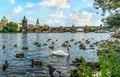 Swans and ducks on river Vltava Royalty Free Stock Photo