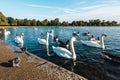 Swans, ducks, seagulls and gooses Royalty Free Stock Photo