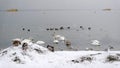 Swans, ducks and seagulls in the snow Royalty Free Stock Photo