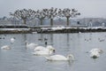 Swans, ducks and seagulls in the snow