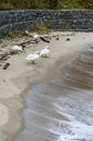 Swans and ducks on the shore. Birds and the storm at sea