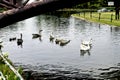 Swans and ducks are swimming in a pond Royalty Free Stock Photo