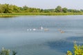 Swans and ducks swimming in the pond Royalty Free Stock Photo