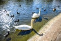 Swans and ducks swimming in St James`s Park Lake in St James`s Park, London, England, UK