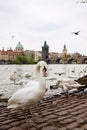 Swans and ducks on the Vltava river. View of the Charles Bridge Royalty Free Stock Photo