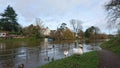 swans and ducks walking up flooded river bank path Royalty Free Stock Photo