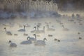 Swans and ducks wintering on altai lake Svetloe Royalty Free Stock Photo