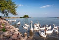 Swans are eating at Lake Balaton, Hungary Royalty Free Stock Photo