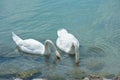 Swans are eating on Lake Balaton Royalty Free Stock Photo