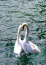 Swans in estrus Royalty Free Stock Photo