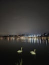 Swans in the eveninglight Royalty Free Stock Photo