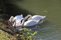 Swans are extremely elegant and noble looking birds