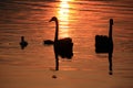 Swans familly in afterglow, warm light Royalty Free Stock Photo