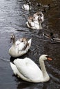 Swans family Royalty Free Stock Photo