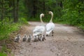 Cisnes familia 