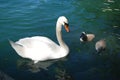 Swans family big and small wading in a lake