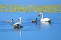 Swans family. Couple of birds and two cygnets on the lake.