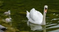 Swans family with cygnets at hallstaettersee lake. Hallstatt Royalty Free Stock Photo