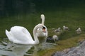 Swans family with cygnets at hallstaettersee lake. Hallstatt Royalty Free Stock Photo