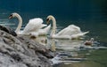 Swans family with cygnets at hallstaettersee lake. Hallstatt Royalty Free Stock Photo