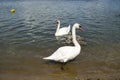 The swans family eats on the beach. Two birds are adults. They have white feathers. Gray baby birds. Royalty Free Stock Photo