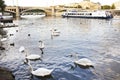 Swans family floating in Vltava river at old town near Charles Bridge in Prague, Czech Republic Royalty Free Stock Photo