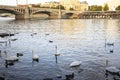 Swans family floating in Vltava river at old town near Charles Bridge in Prague, Czech Republic Royalty Free Stock Photo