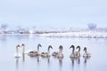 Swans family swims in the winter lake water in sunrise time Royalty Free Stock Photo