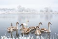 Swans family swims in the winter lake water in sunrise time Royalty Free Stock Photo