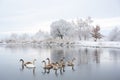 Swans family swims in the winter lake water in sunrise time Royalty Free Stock Photo