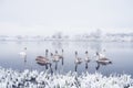 Swans family swims in the winter lake water in sunrise time Royalty Free Stock Photo